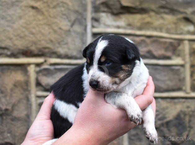 DNA clear Border Collie puppies for sale in Treorchy/Treorci, Rhondda Cynon Taf - Image 4