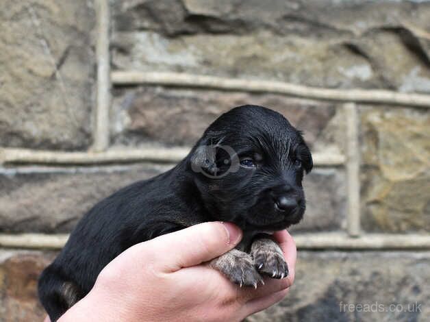 DNA clear Border Collie puppies for sale in Treorchy/Treorci, Rhondda Cynon Taf - Image 5