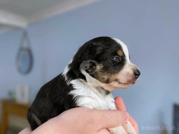 DNA clear Border Collie puppies for sale in Treorchy/Treorci, Rhondda Cynon Taf