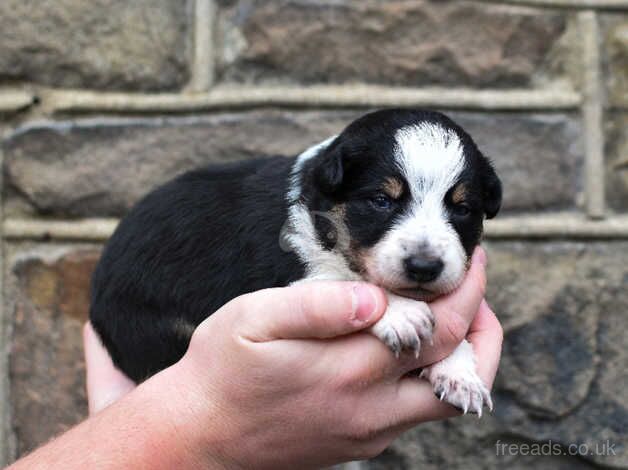 DNA clear Border Collie puppies for sale in Treorchy/Treorci, Rhondda Cynon Taf - Image 4