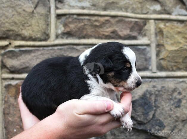 DNA clear Border Collie puppies for sale in Treorchy/Treorci, Rhondda Cynon Taf - Image 5