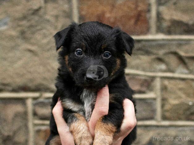 DNA clear male Border Collie puppy for sale in Treorchy/Treorci, Rhondda Cynon Taf