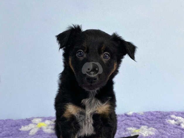 DNA clear male Border Collie puppy for sale in Treorchy/Treorci, Rhondda Cynon Taf - Image 2