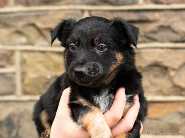 DNA clear male Border Collie puppy for sale in Treorchy/Treorci, Rhondda Cynon Taf - Image 4