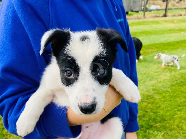 fabulous collie puppies for sale in Brecon/Aberhonddu, Powys