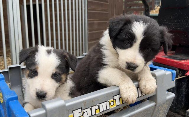 Fantastic Border Collie Pups for sale in Sleaford, Lincolnshire - Image 1