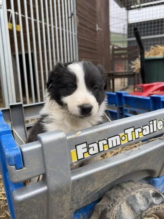 Fantastic Border Collie Pups for sale in Sleaford, Lincolnshire - Image 2