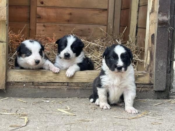 Fantastic Border Collie Pups for sale in Sleaford, Lincolnshire - Image 4