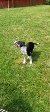 Farm Border Collie Puppy for Sale - Green Collar for sale in Kingsbridge, Devon