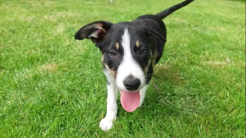Farm Border Collie Puppy For Sale - Green Collar For Sale in ...