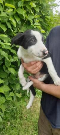 Farm Border Collie Puppy for Sale - Purple Collar for sale in Kingsbridge, Devon