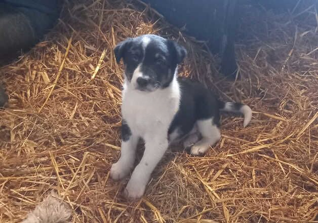 Farm collie puppy for sale in Boscastle, Cornwall