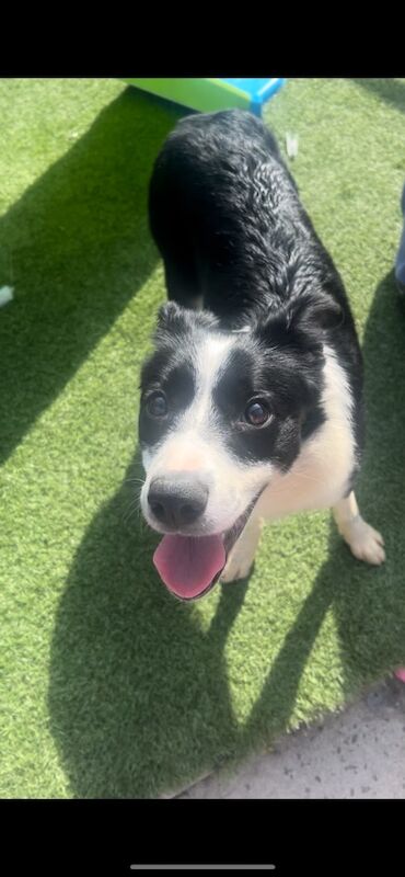 Female boarder collie 250 for sale in Liverpool, Merseyside - Image 3