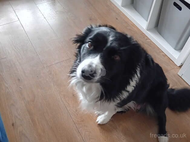 Female Border Collie for sale in Burntisland, Fife