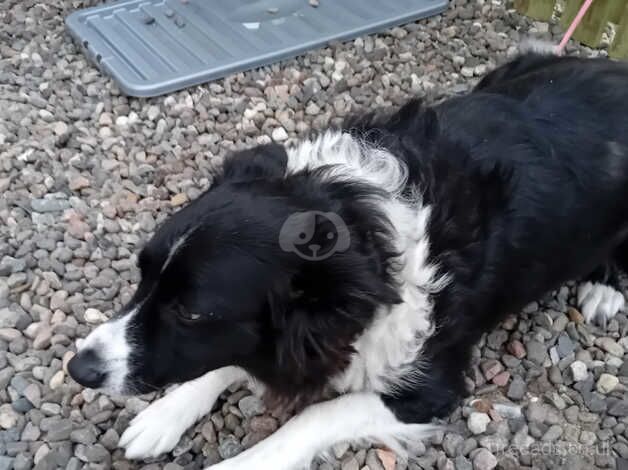 Female Border Collie for sale in Burntisland, Fife - Image 2