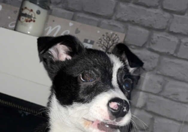 Female border collie for sale in Caernarfon, Gwynedd