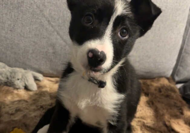 Female border collie for sale in Caernarfon, Gwynedd - Image 2