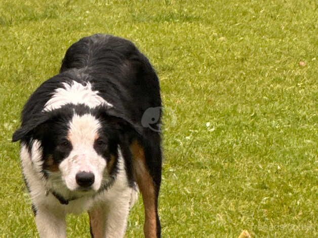 Female border collie for sale in Rhondda Cynon Taf