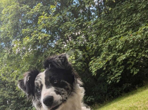 Female border collie merle for sale in Sheffield, South Yorkshire