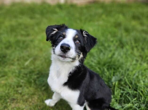 Female border collie puppy for sale in Birmingham, West Midlands