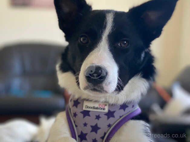 Female collie for sale in Arbroath, Angus - Image 1