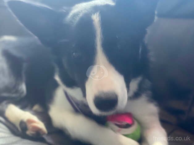 Female collie for sale in Montrose, Angus