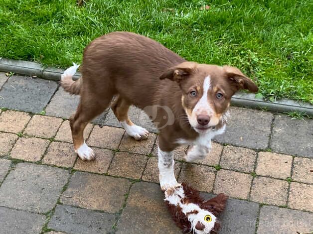 Female red white and tan border collie 11 weeks old for sale in Leominster, Herefordshire