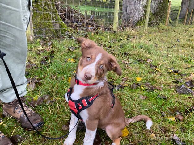 Female red white and tan border collie 11 weeks old for sale in Leominster, Herefordshire - Image 2