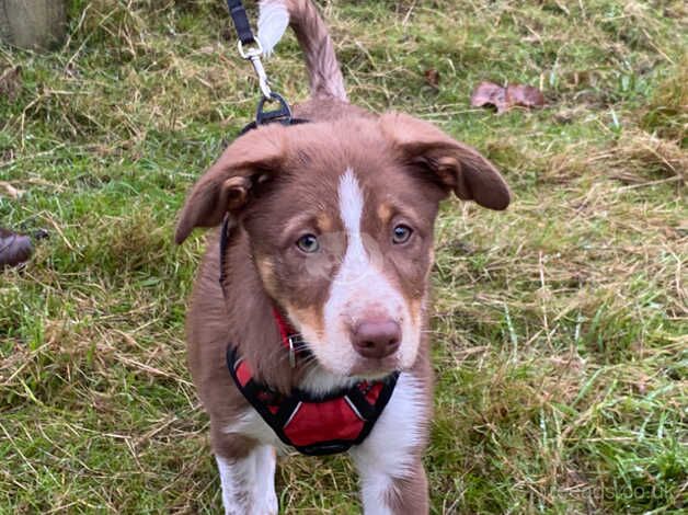 Female red white and tan border collie 11 weeks old for sale in Leominster, Herefordshire - Image 3