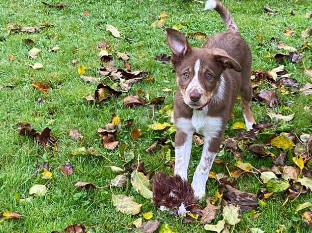 Female red white and tan border collie 11 weeks old for sale in Leominster, Herefordshire - Image 4