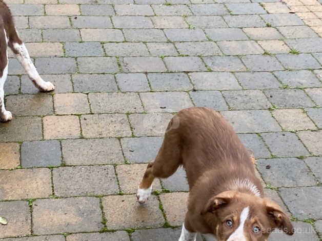 Female red white and tan border collie 11 weeks old for sale in Leominster, Herefordshire - Image 5