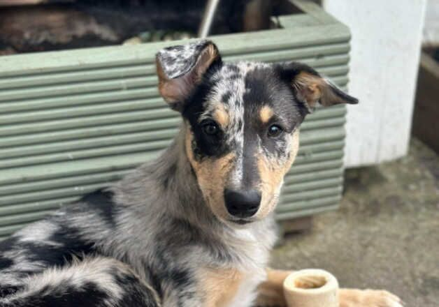 Female Tri-Merle border collie (Dixie) 9 months old for sale in Sleaford, Lincolnshire