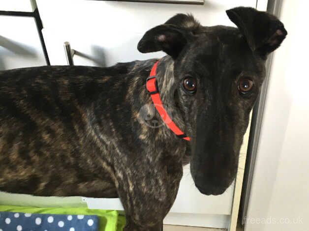 ***FERN RESCUE*** GEORGE, 3 YEAR OLD GREYHOUND for sale in Glasgow, Glasgow City