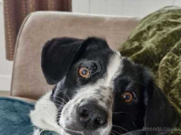 Fig the dog that loves zoomies for sale in Brierley Hill, West Midlands - Image 1