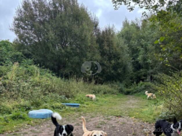 Fig the dog that loves zoomies for sale in Brierley Hill, West Midlands - Image 2