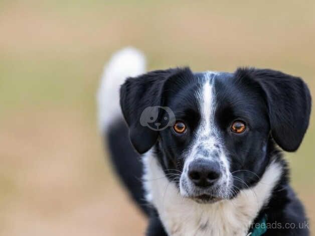 Fig the dog that loves zoomies for sale in Brierley Hill, West Midlands - Image 5