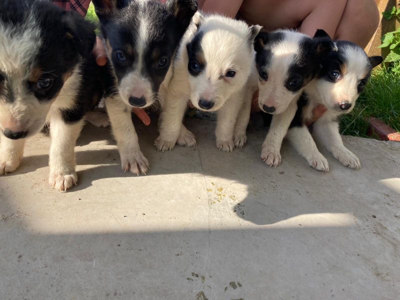 Four welsh border collie puppies for sale. for sale in Llanfyllin, Powys - Image 1