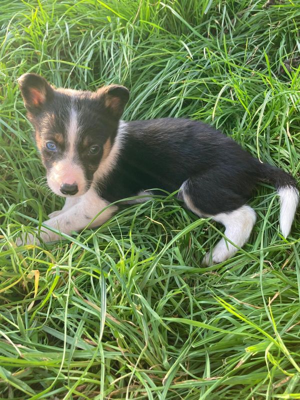 Four welsh border collie puppies for sale. for sale in Llanfyllin, Powys - Image 2