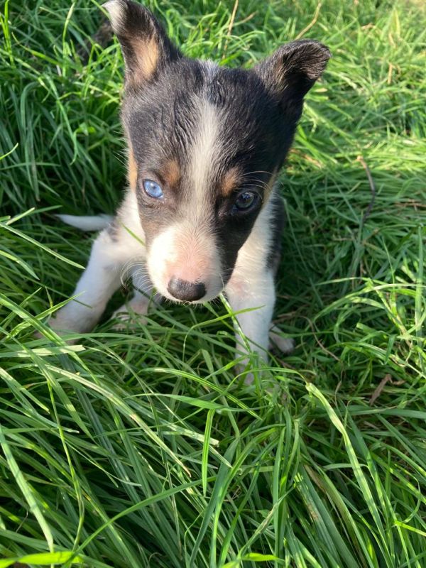 Four welsh border collie puppies for sale. for sale in Llanfyllin, Powys - Image 5