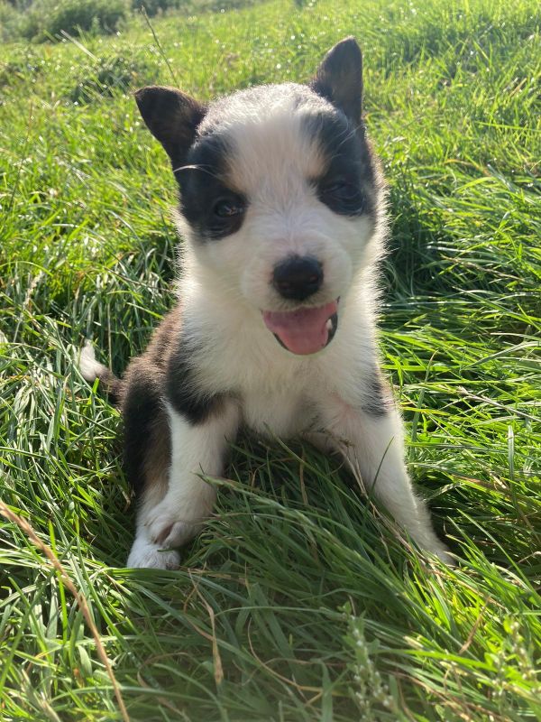 Four welsh border collie puppies for sale. for sale in Llanfyllin, Powys - Image 4