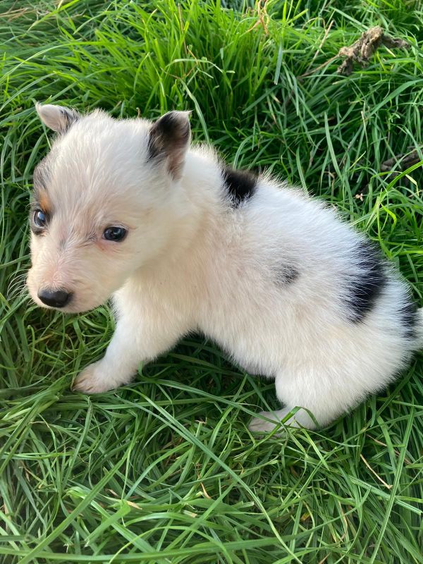 Four welsh border collie puppies for sale. for sale in Llanfyllin, Powys - Image 9