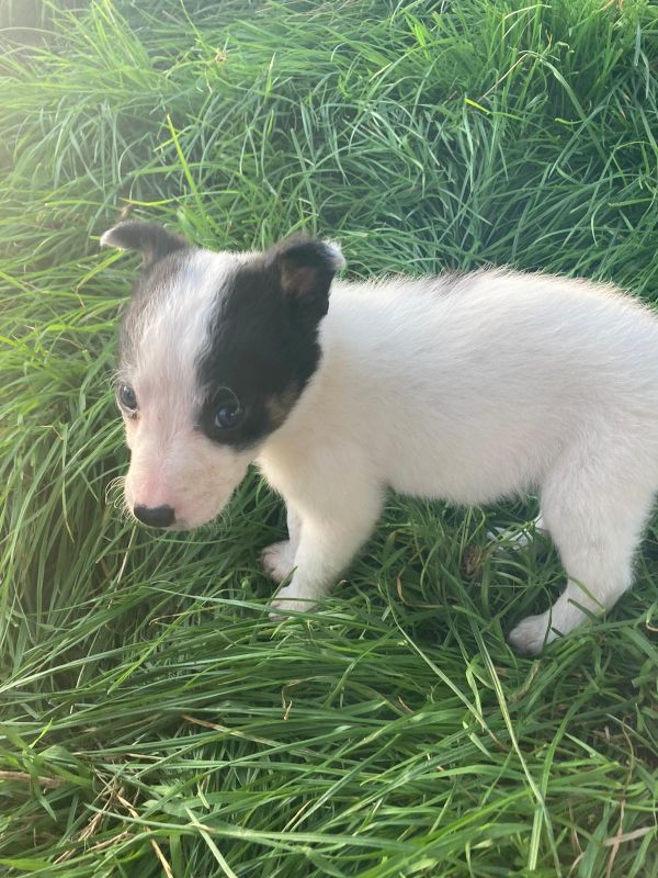 Four welsh border collie puppies for sale. for sale in Llanfyllin, Powys - Image 6