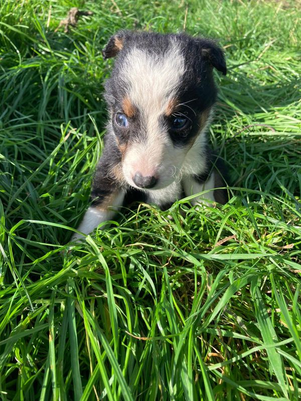 Four welsh border collie puppies for sale. for sale in Llanfyllin, Powys - Image 3