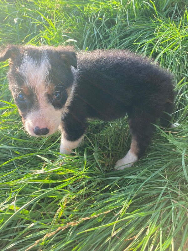 Four welsh border collie puppies for sale. for sale in Llanfyllin, Powys - Image 11