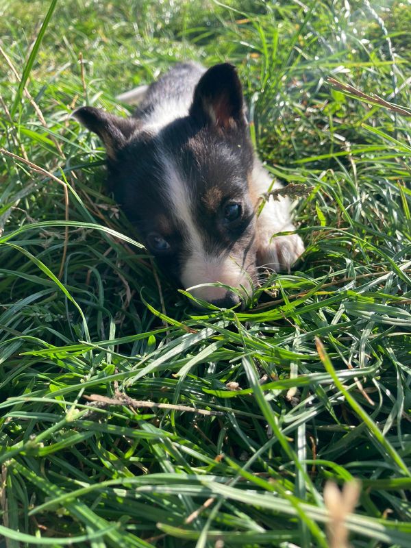 Four welsh border collie puppies for sale. for sale in Llanfyllin, Powys - Image 12