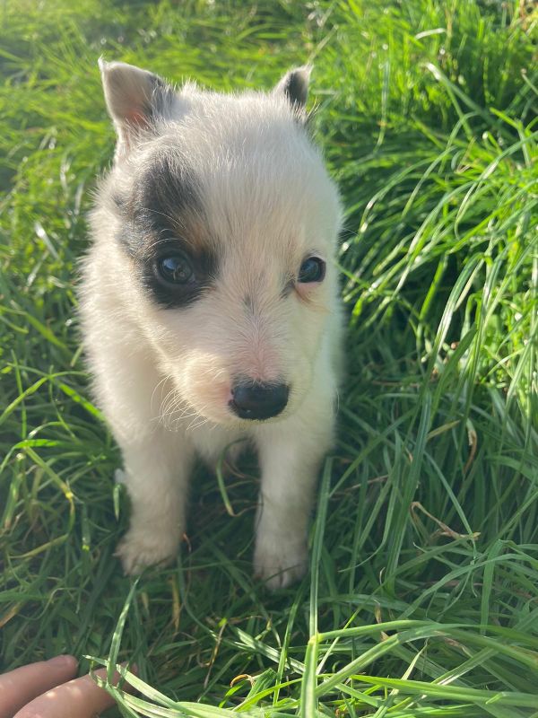 Four welsh border collie puppies for sale. for sale in Llanfyllin, Powys - Image 10