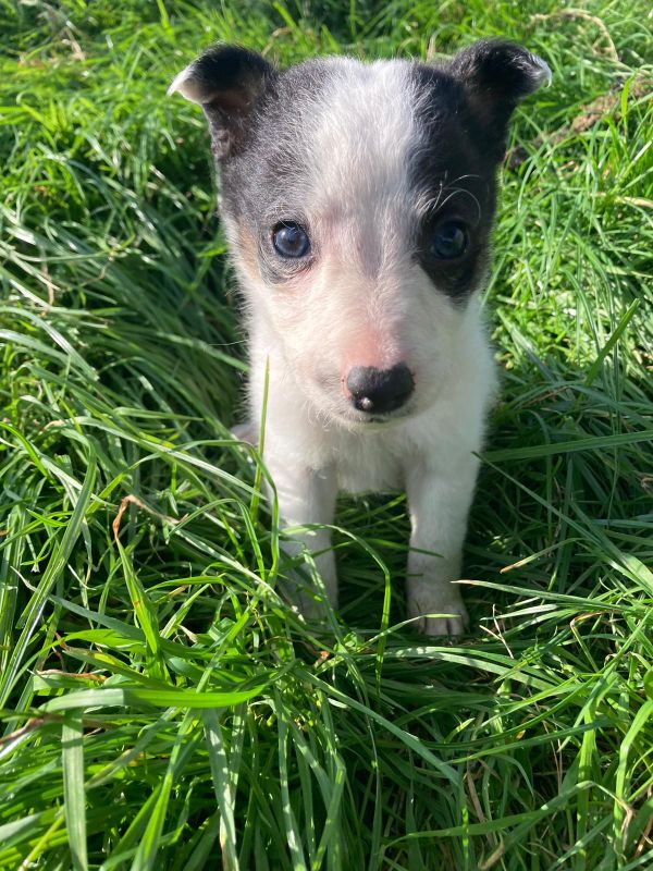 Four welsh border collie puppies for sale. for sale in Llanfyllin, Powys - Image 7