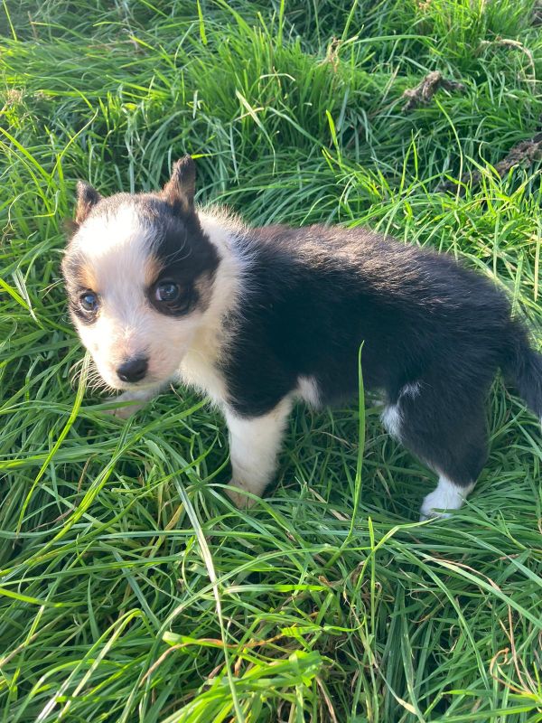 Four welsh border collie puppies for sale. for sale in Llanfyllin, Powys - Image 8