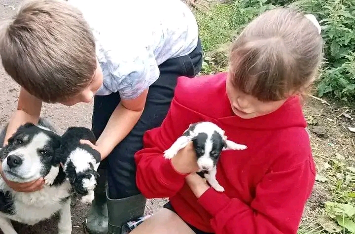 Four welsh border collie puppies for sale. for sale in Llanfyllin, Powys - Image 13