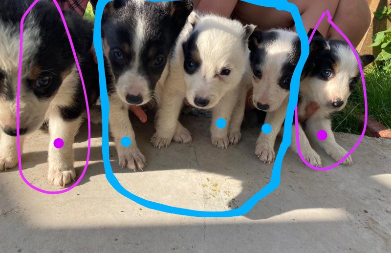 Four welsh border collie puppies for sale. for sale in Llanfyllin, Powys - Image 14